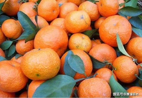 柑橘树种植栽培,四川柑橘树苗批发基地,如何种植高品质的柑橘