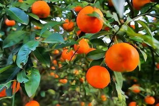 果农都不一定认识的十大罕见柑橘品种,见过三种以上的是高人