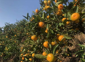 新手想要种植柑橘,保证自己吃和卖出挣钱,值得每一个果农阅读