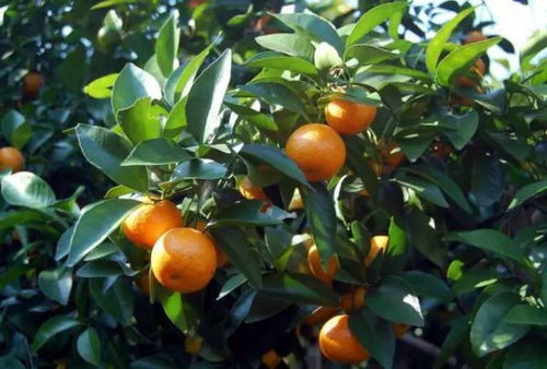 柑橘树怎样种植最好