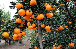 掌握柑橘种植技术,果子大而甜,产量提高,果农们乐坏了 果树