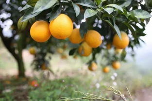 在琼海也能吃到大山里的好橙子