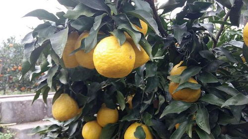 柑橘产量大,采摘时间长,教你柑橘储藏保鲜方法