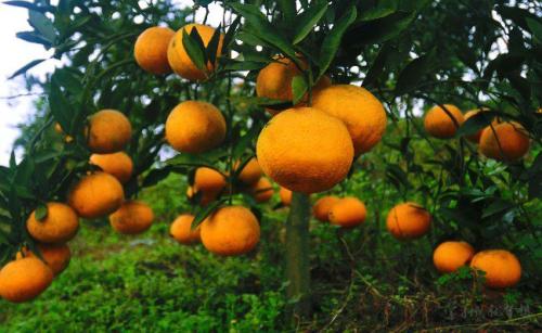 种植柑橘的地形条件