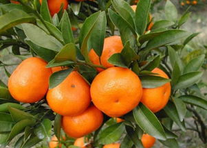 秋冬季节,柑橘种植不能马虎,做好帮它们过冬的准备