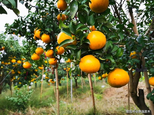 2021年柑橘树种植前景,绵阳柑橘苗批发基地,柑橘有哪些新品种